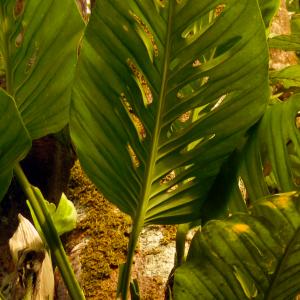 Name: Five holes plant
Latin: Monstera adansonii
Origin: South America
Plant height: 100 - 500 cm
Reproduction:  #Stems  
Difficulty level:  #Medium  
Tags:  #SouthAmerica   #Monsteraadansonii  


