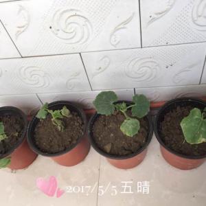 我新添加了一棵“黄瓜”到我的“花园”