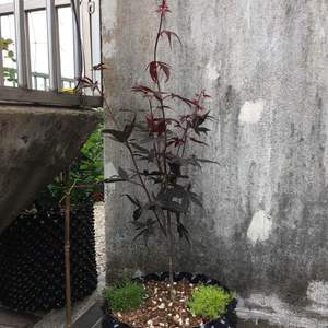 灌木。日本红枫血红