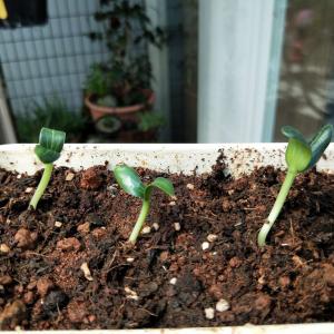 我新添加了一棵“絲瓜”到我的“花園”。