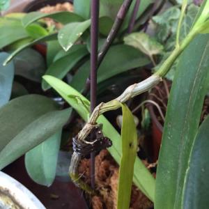 我新添加了一棵“Dendrobium hercoglossum Rchb. f 重唇石斛”到我的“花园”