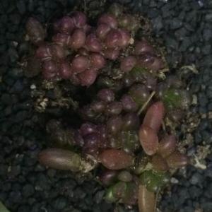 我新添加了一棵“紫米粒37”到我的“花园”