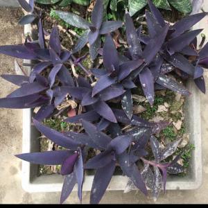 我新添加了一棵“紫鸭跖草”到我的“花园”