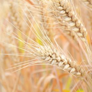 名称： #小麦  
            英文名称：Triticum aestivum 
别名：小麦、麸麦、浮麦、浮小麦、空空麦
科： #禾本科  
属： #小麦属  
秆直立，丛生，具6～7节，高度为60～100厘米。叶鞘松弛包茎，下部者长于上部者短于节间；叶片长披针形。我国南北各地广为栽培的重要粮食作物且众多的品种性状均有所不同；其颖果磨成的面粉可制作成各种纷繁复杂的食品