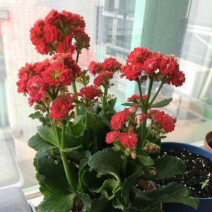 DUANG!我新添加了一棵“红色长寿花”到我的“花园”，这是它的第一篇成长志,还请花友们多多关照噢！