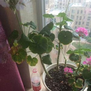 DUANG!我新添加了一棵“天竺葵”到我的“花园”，这是它的第一篇成长志,还请花友们多多关照噢！