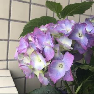 我新添加了一棵“绣球花-紫蓝色”到我的“花园”