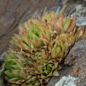 名称:  #青磁杯  
别名：绿龟姬 
英文名：Haworthia reticulata 
科:  #百合科  
属:  #十二卷属  
种植难度:  #容易  
生长季:  #冬型种  
