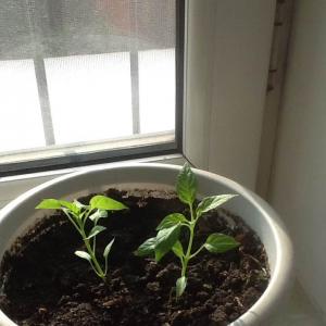 我新添加了一棵“辣椒”到我的“花园”
