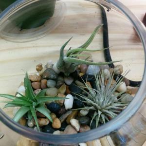 new home for the air plant