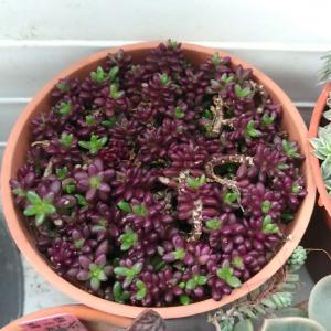 我新添加了一棵“紫米粥”到我的“花園”。
