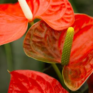 Name: Anthrium
Latin: Anthurium
Origin: South America
Plant height: 45 - 100 cm
Reproduction:  #Stems  
Difficulty level:  #Easy  
Tags:  #SouthAmerica   #Anthurium  

