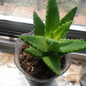 GOLD TOOTH ALOE 