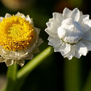 银苞菊