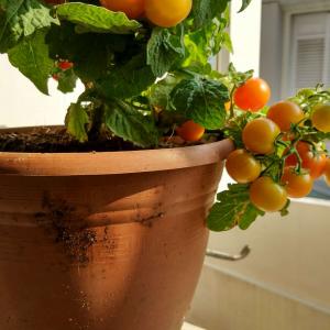 我新添加了一棵“Solanum lycopersicum 小番茄”到我的“花园”