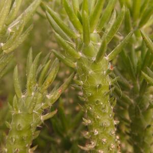 Name: Austrocylmdropuntia
Latin: Austrocylmdropuntia
Origin: South America
Plant height: 10 - 5 cm
Reproduction:  #Stems  
Difficulty level:  #Easy  
Tags:  #SouthAmerica   #Austrocylmdropuntia  

