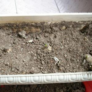 重新整理一下，把原来埋在土里的挖出来，重新换球根专用土去种，今年损失了一部分，但是又出孕育了一些小种子😍