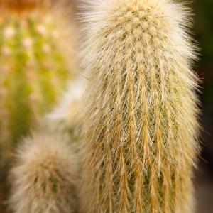 Name: Silver Torch cactus
Latin: Cleistocactus strausii
Origin: Central America
Plant height: 20 - 150 cm
Reproduction:  #Seeds  
Difficulty level:  #Easy  
Tags:  #CentralAmerica   #Cleistocactusstrausii  

