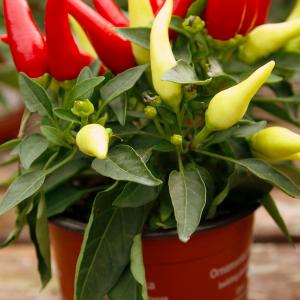 Name: Ornamental Pepper
Latin: Capsicum annuum
Origin: South America
Plant height: 20 - 50 cm
Reproduction:  #Seeds  
Difficulty level:  #Medium  
Tags:  #SouthAmerica   #Capsicumannuum  

