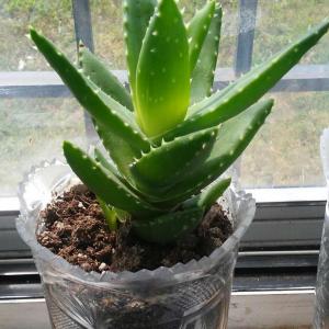 GOLD TOOTH ALOE 