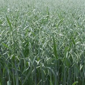 名称： #燕麦  
            英文名称：Avena sativa 
别名：燕麦、铃当麦、香麦、铃铛麦、玉麦
科： #禾本科  
属： #燕麦属  
其为世界上重要的农作物，特别是北欧和北美一些国家更是主要的农作物之一。它分为有皮燕麦和裸燕麦两大类型，而我国栽培的主要是用于食用的后者。谷粒供磨面食用具有很高的营养和保健价值，同时它还可以作饲草和饲料。