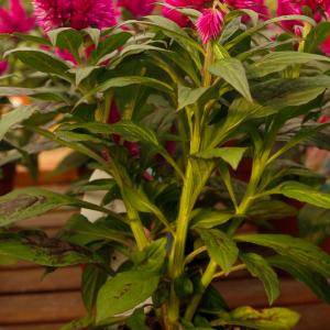 Name: Celosia Wheatstraw
Latin: Celosia spicata
Origin: Africa
Plant height: 60 - 90 cm
Reproduction:  #Seeds  
Difficulty level:  #Medium  
Tags:  #Africa   #Celosiaspicata  

