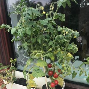 我新添加了一棵“西红柿”到我的“花园”