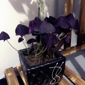 我新添加了一棵“紫蝴蝶”到我的“花园”