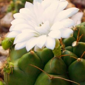 Name: Chin Cactus
Latin: Gymnocalycium denudatum
Origin: South America
Plant height: 10 - 20 cm
Reproduction:  #Seeds  
Difficulty level:  #Easy  
Tags:  #SouthAmerica   #Gymnocalyciumdenudatum  

