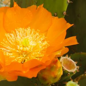Name: Indian fig opuntia
Latin: Opuntia ficus-indica
Origin: South America
Plant height: 100 - 400 cm
Reproduction:  #Stems  
Difficulty level:  #Easy  
Tags:  #SouthAmerica   #Opuntiaficusindica  

