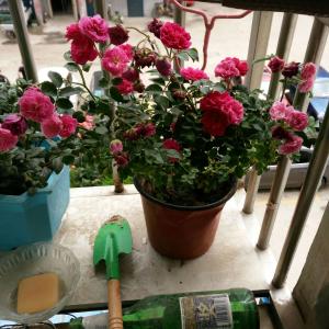 我新添加了一棵“蔷薇花”到我的“花园”