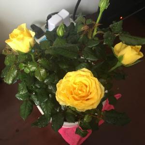 我新添加了一棵“黄玫瑰”到我的“花园”