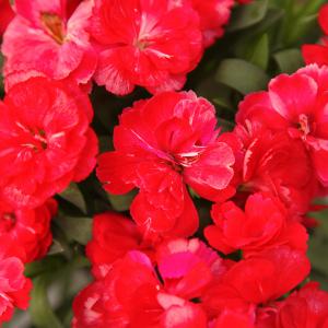 Name: Dianthus
Latin: Dianthus caryophyllus
Origin: Africa
Plant height: 25 - 70 cm
Reproduction:  #Seeds  
Difficulty level:  #Pro  
Tags:  #Africa   #Dianthuscaryophyllus  

