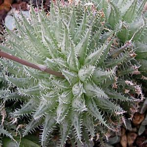 名称:  #姬绘卷  
英文名：Haworthia cooperi var. tenera 
科:  #百合科  
属:  #十二卷属  
种植难度:  #容易  
生长季:  #冬型种  
