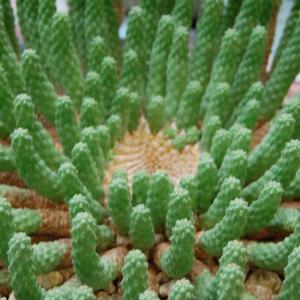 名称:  #九头龙  
英文名：Euphorbia inermis 
科:  #大戟科  
属:  #大戟属  
种植难度:  #容易  
生长季:  #夏型种  
