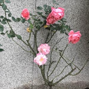 2017年10月26号种值月季玫瑰一颗