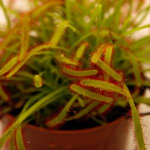 Name: Cape Sundew
Latin: Drosera Capensis
Origin: Africa
Plant height: 1 - 15 cm
Reproduction:  #Seeds  
Difficulty level:  #Medium  
Tags:  #Africa   #DroseraCapensis  

