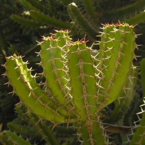 名称:  #隅田雪  
英文名：Euphorbia grandidens 
科:  #大戟科  
属:  #大戟属  
种植难度:  #很有挑战  
生长季:  #夏型种  
