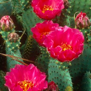 Name: Beavertail Cactus
Latin: Opuntia basilaris
Origin: South America
Plant height: 50 - 200 cm
Reproduction:  #Stems  
Difficulty level:  #Easy  
Tags:  #SouthAmerica   #Opuntiabasilaris  

