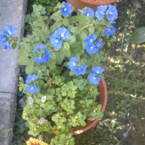 我新添加了一棵“藍星花”到我的“花園”。