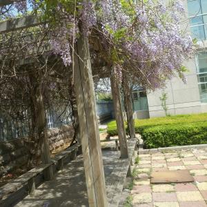 我新添加了一棵“紫藤罗”到我的“花园”