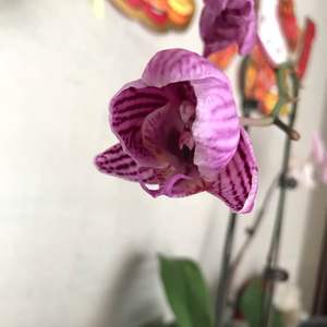 我新添加了一棵“蝴蝶兰-紫斑马”到我的“花园”