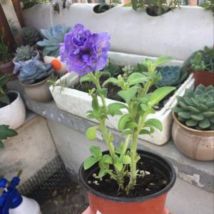 我新添加了一棵“重瓣紫”到我的“花园”