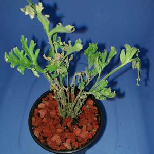 我新添加了一棵“香叶洋葵 Pelargonium dolomiticum”到我的“花园”