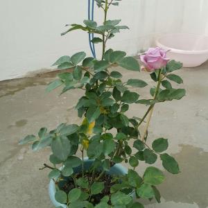 我新添加了一棵“玫瑰（粉紫帶灰）”到我的“花園”。