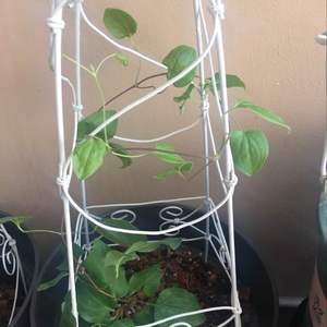 我新添加了一棵“铁线莲混苗1”到我的“花园”