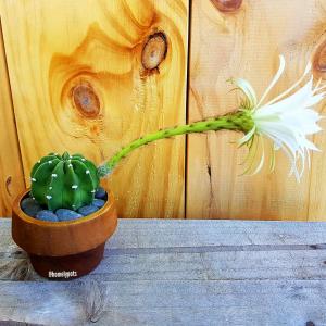 Echinopsis Denudata 'domino cactus'