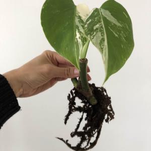 Monstera deliciosa variegata (raul_tropic)
