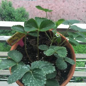 DUANG!我新添加了一棵“草莓”到我的“花园”，这是它的第一篇成长志,还请花友们多多关照噢！