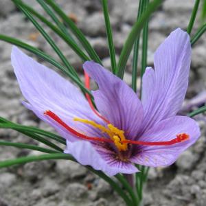 名称： #番红花  
            英文名称：Crocus sativus 
别名：藏红花、藏红花、西红花、洎芙兰、撒发即、西藏红花
科： #鸢尾科  
属： #番红花属  
其球茎扁圆球形，外有黄褐色的膜质包被。灰绿色的条形叶片基生，具有9～15枚，边缘反卷。花茎甚短且不伸出地面，1～2朵芬芳的花为淡蓝色、红紫色或白色，花柱及柱头供药用，成为藏红花，具有重要的药用价值。